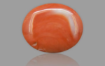 Red Coral - 12.40 Carat - Image 3