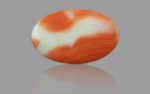 Red Coral - 10.54 Carat - Image 3