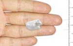 Basra Pearl - 15.57 Carat - Image 3
